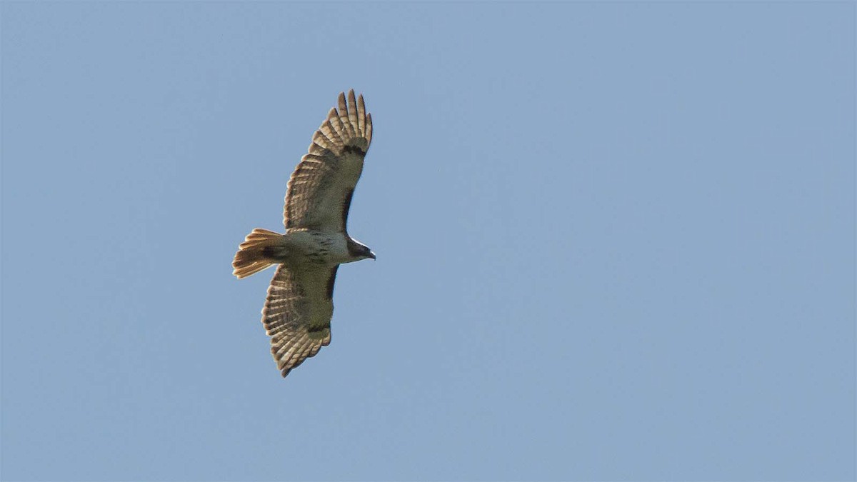 Red-tailed Hawk - Jim Linker