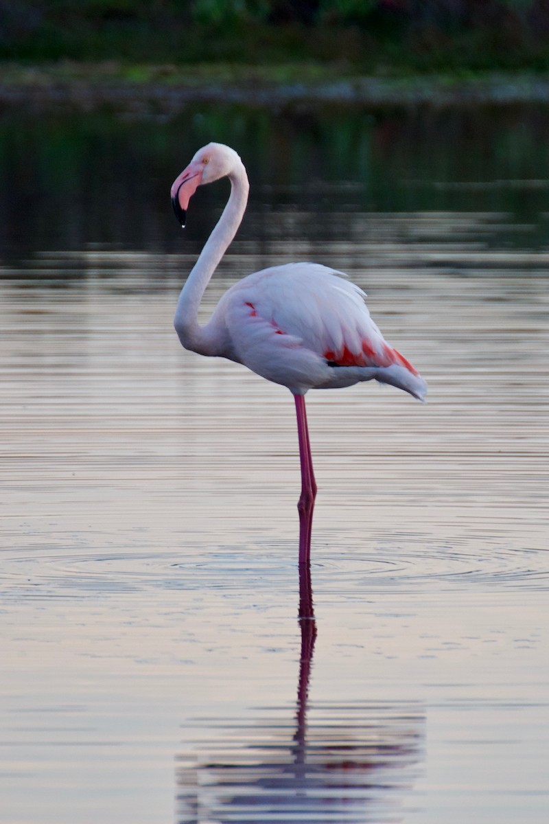 Greater Flamingo - Ali Hassan