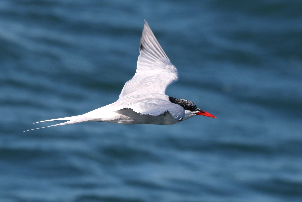 South American Tern - Michael Weymann