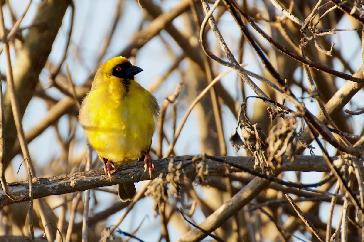 Southern Masked-Weaver - Ali Hassan