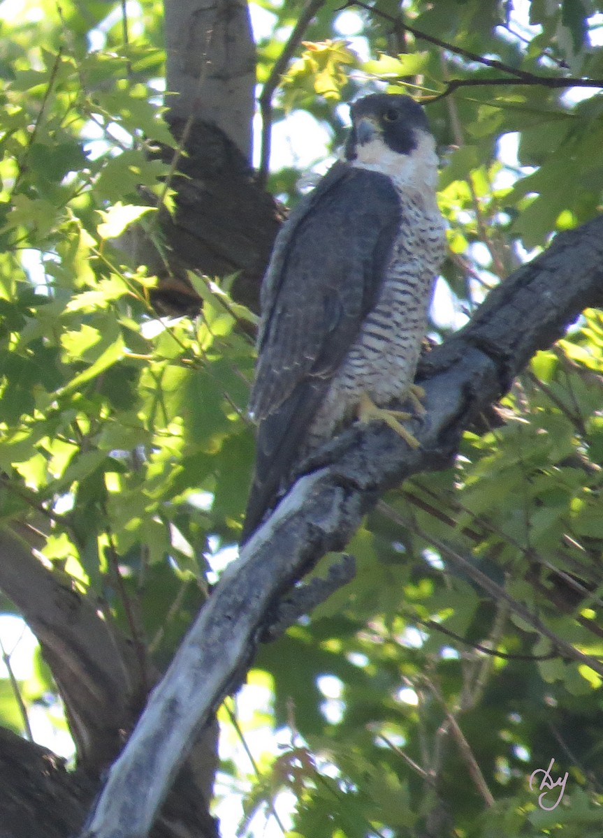 Peregrine Falcon - COA Club d'ornithologie d'Ahuntsic