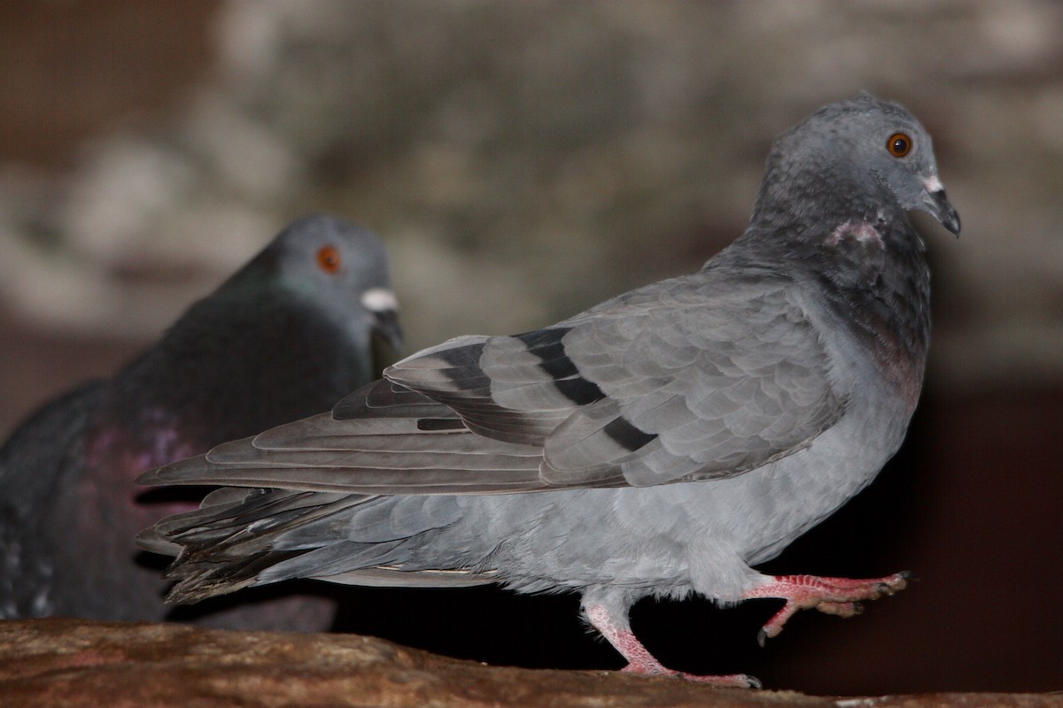 Rock Pigeon (Feral Pigeon) - ML107010861