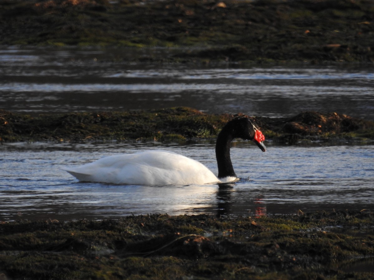 Black-necked Swan - ML107011011