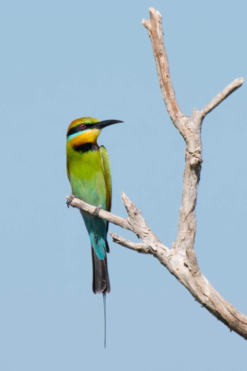 Rainbow Bee-eater - Terence Alexander