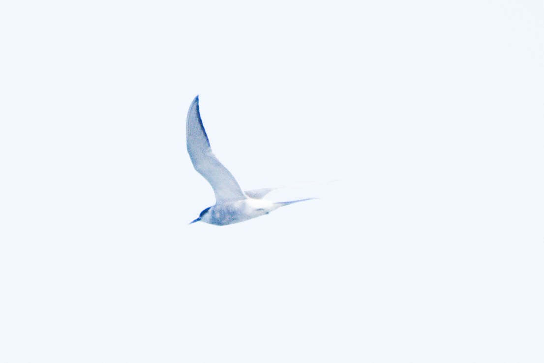 Arctic Tern - Troy Ploger