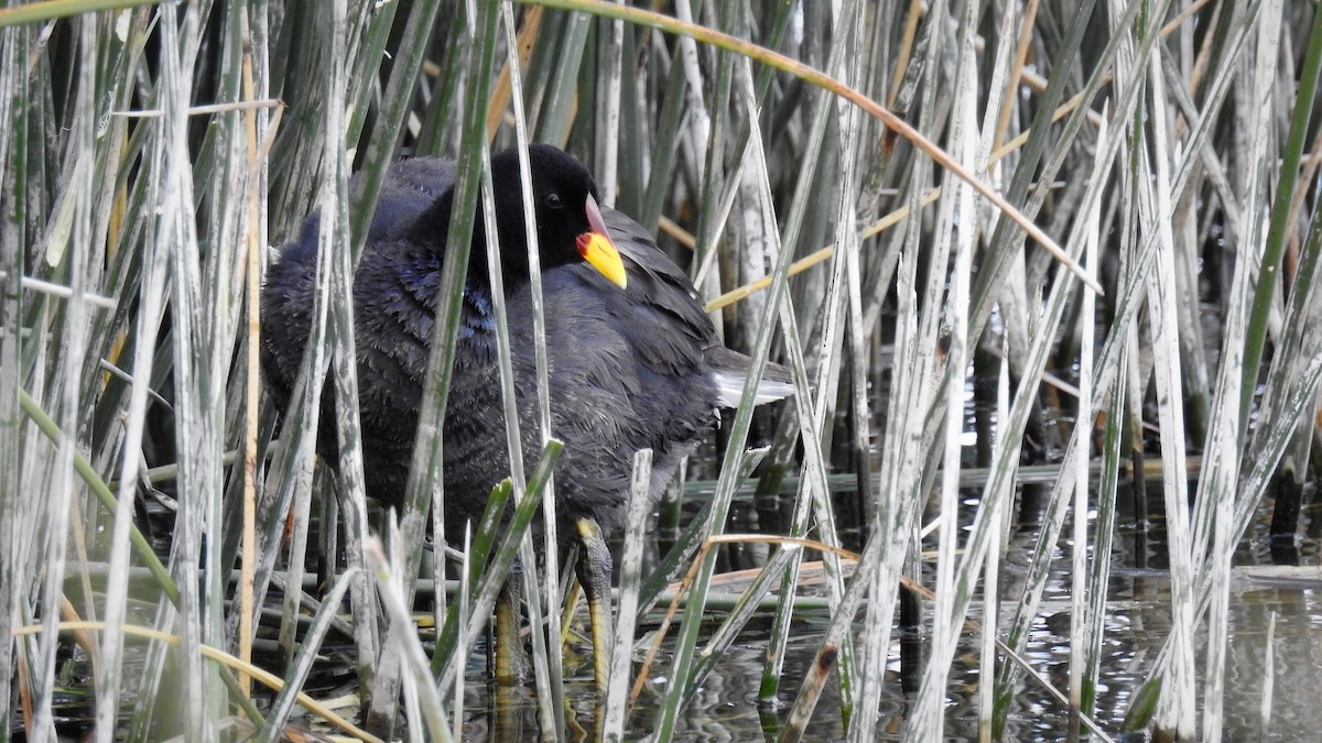 Red-fronted Coot - Pablo Alejandro Pla