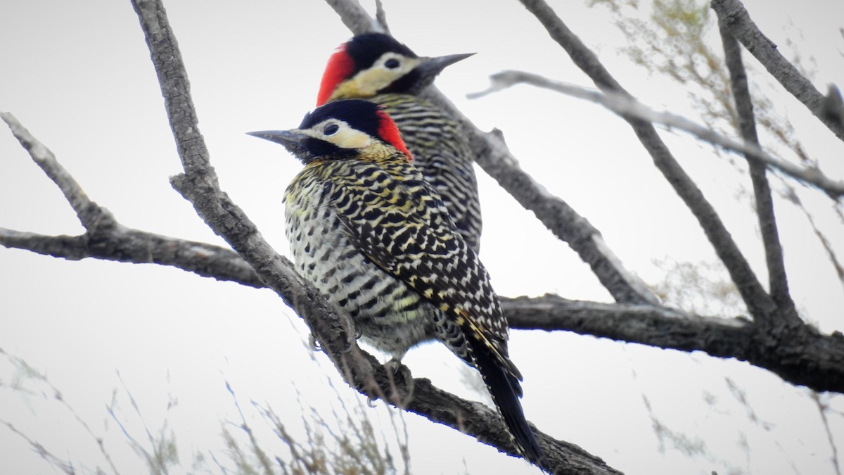 Green-barred Woodpecker - ML107017281