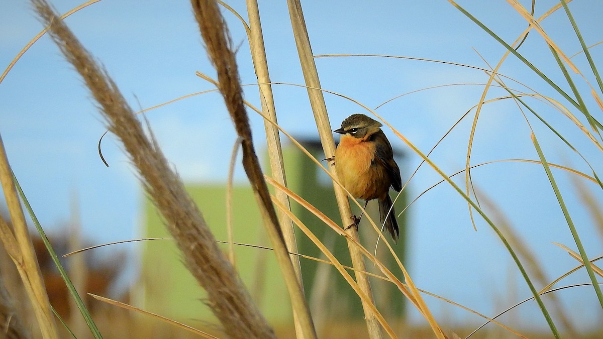 Long-tailed Reed Finch - ML107017961