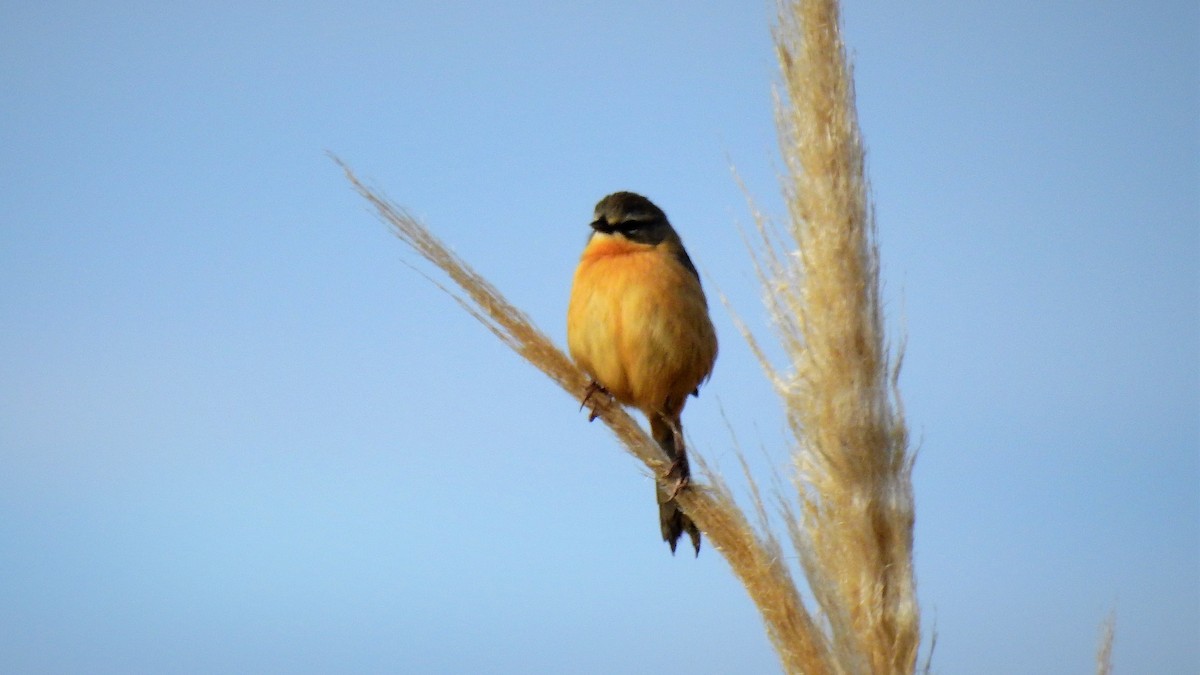 Long-tailed Reed Finch - ML107017991