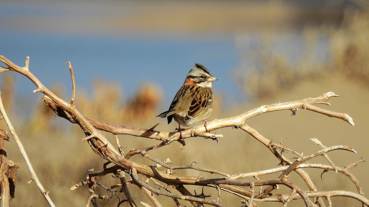 Rufous-collared Sparrow - ML107018051