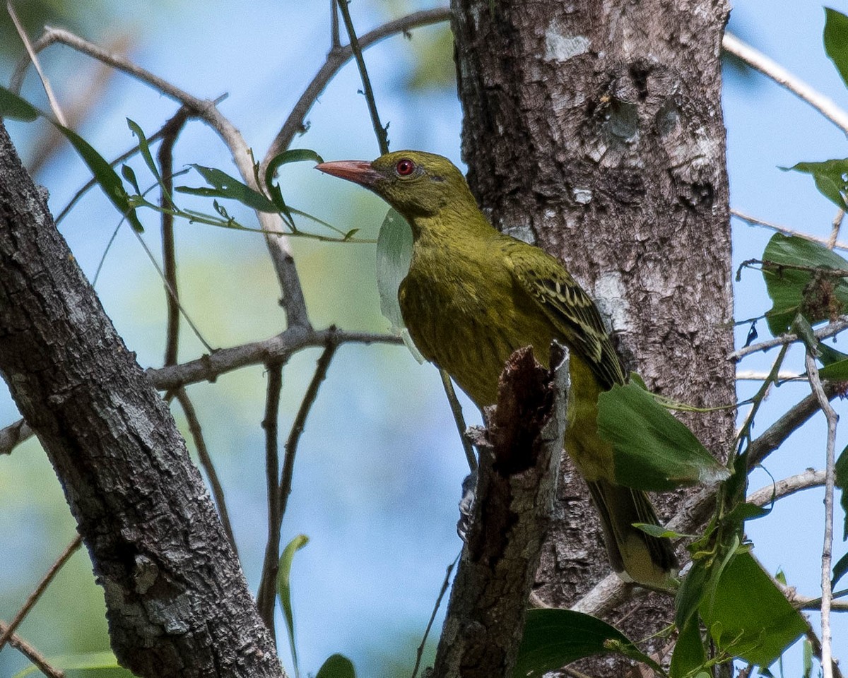 Green Oriole - Terence Alexander