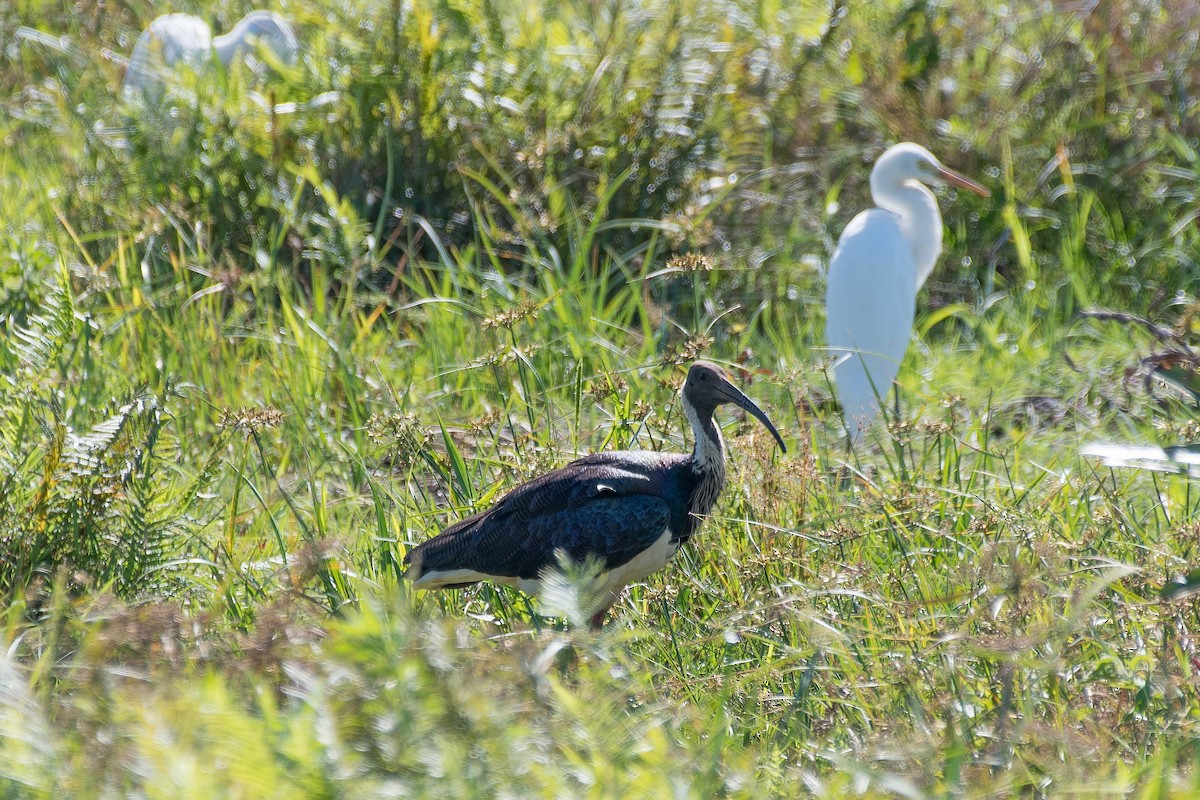 Straw-necked Ibis - Terence Alexander