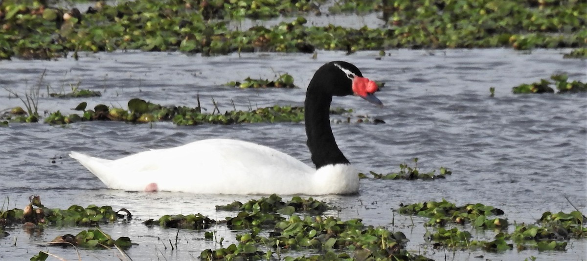 Black-necked Swan - ML107021161