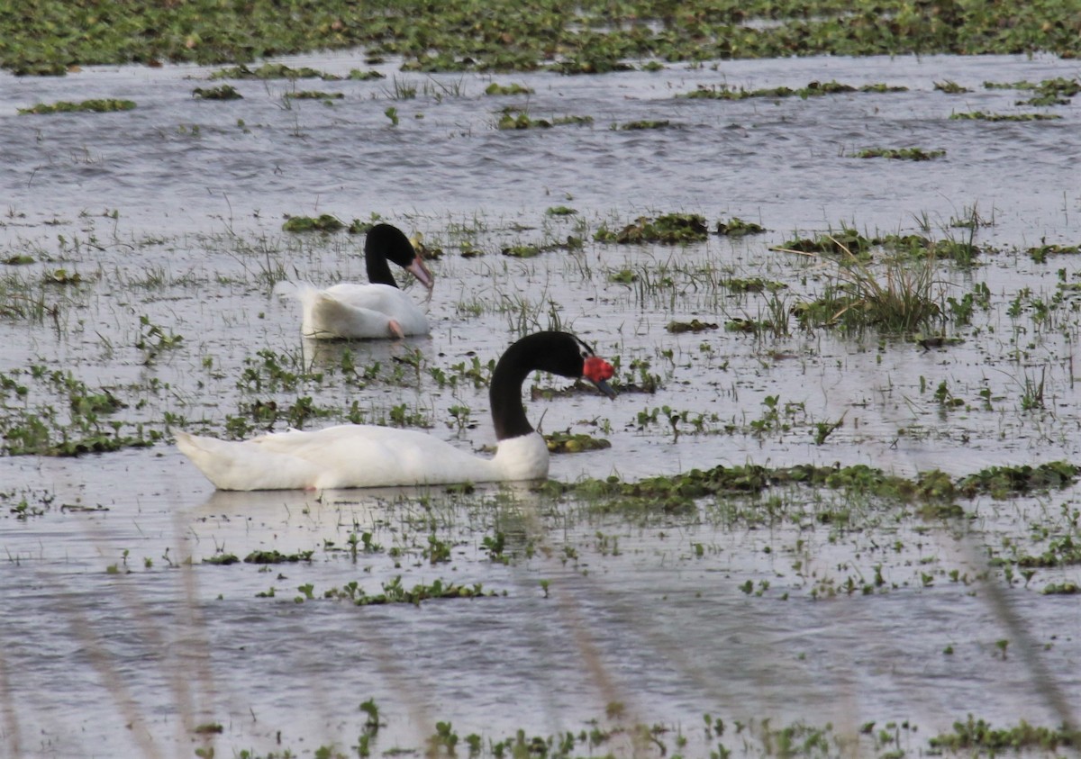 Black-necked Swan - ML107021231