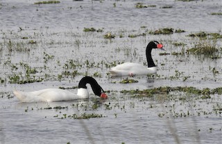 Black-necked Swan, ML107021261