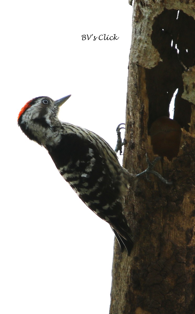 Gray-capped Pygmy Woodpecker - Bhaarat Vyas