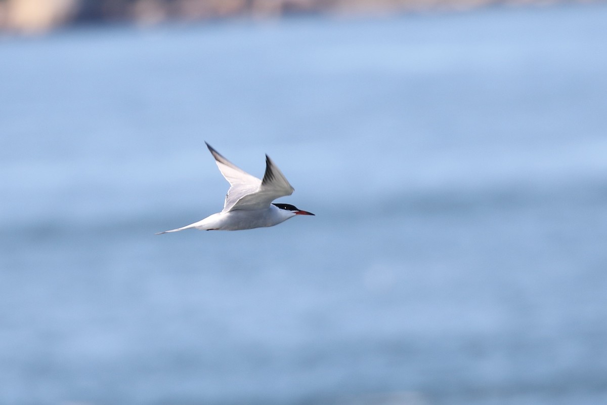 Common Tern - John Oshlick