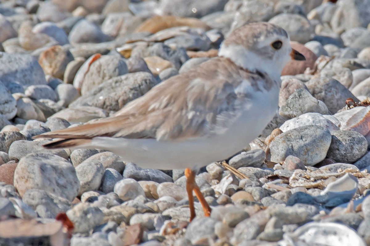 Piping Plover - William Batsford