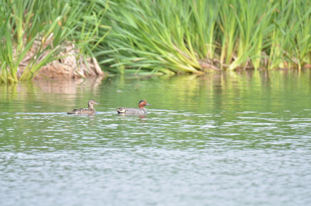Green-winged Teal - ML107030241