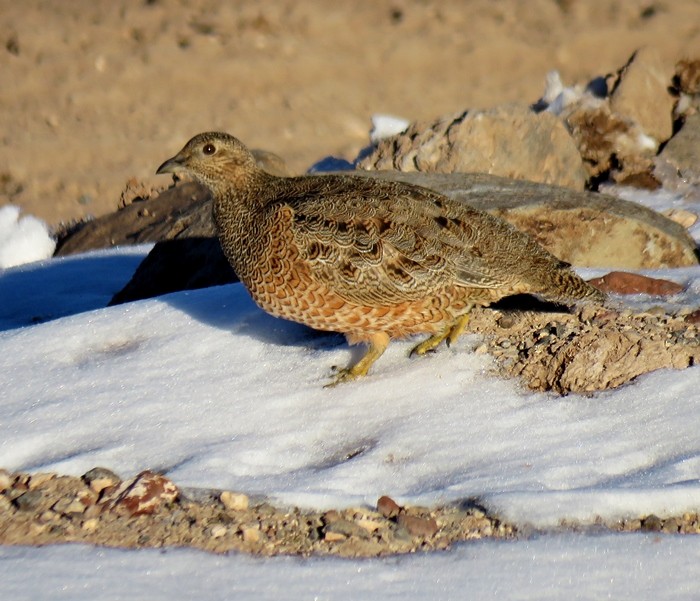Rufous-bellied Seedsnipe - Julián Tocce