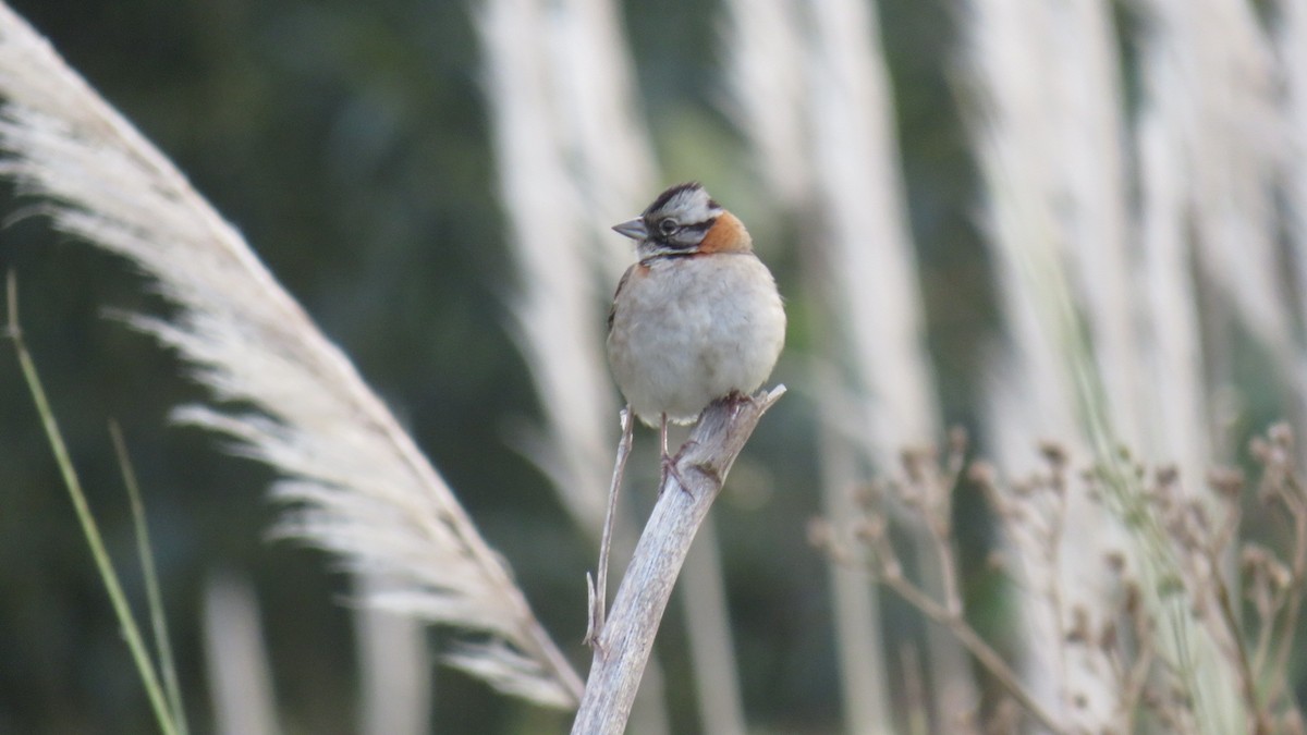 Rufous-collared Sparrow - ML107035871