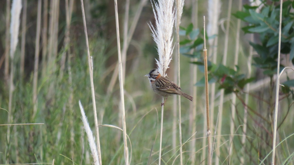 Rufous-collared Sparrow - ML107035881