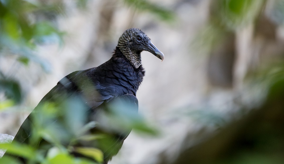 Black Vulture - Marc Favre
