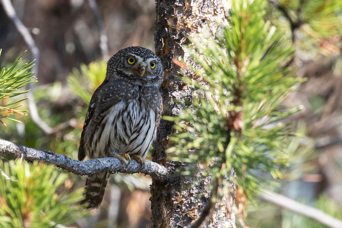 Northern Pygmy-Owl - Ken Chamberlain