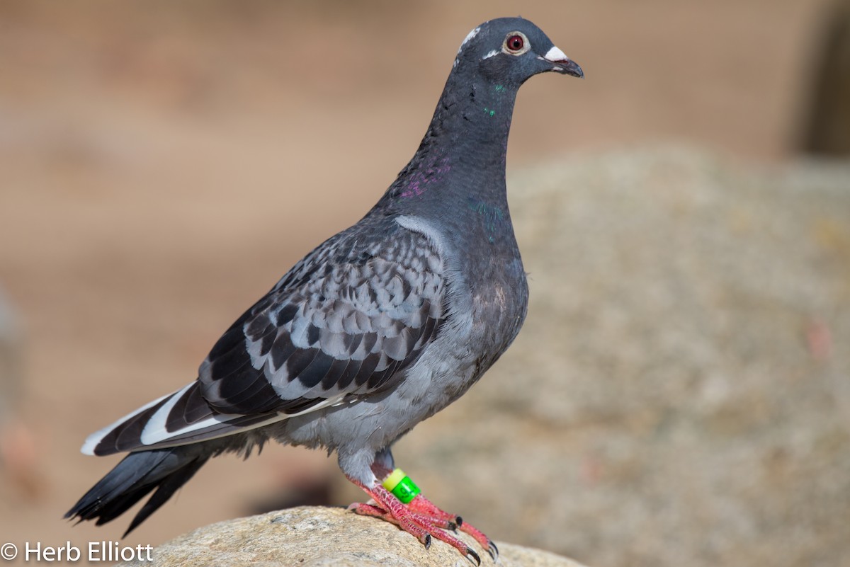 Rock Pigeon (Feral Pigeon) - Herb Elliott