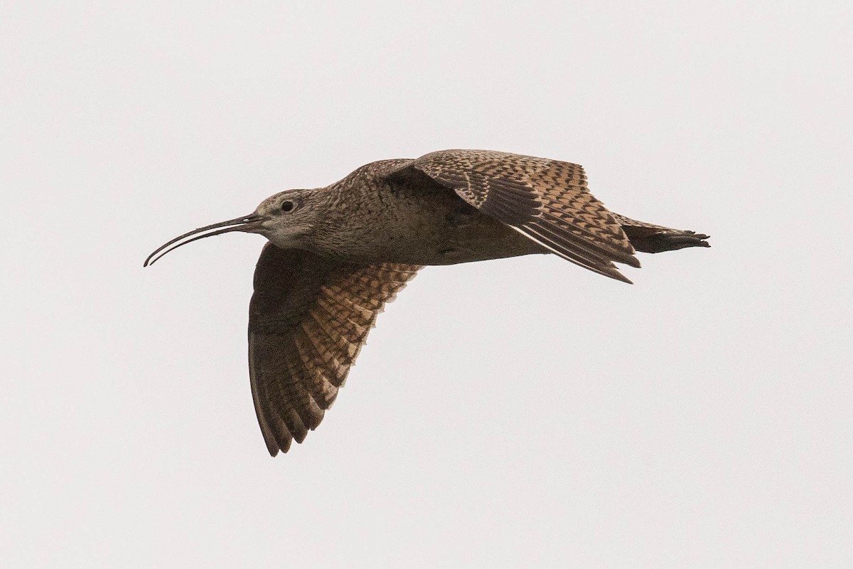 Long-billed Curlew - ML107048391