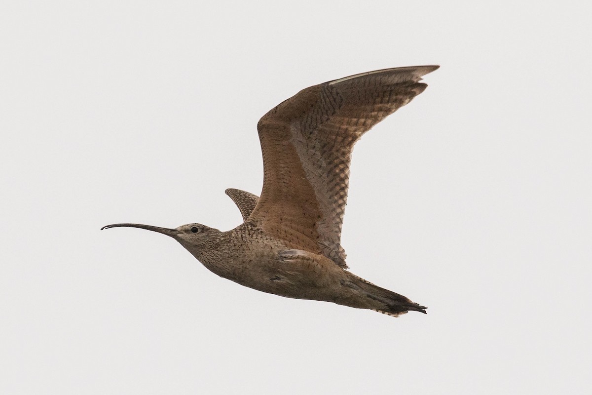 Long-billed Curlew - ML107048431