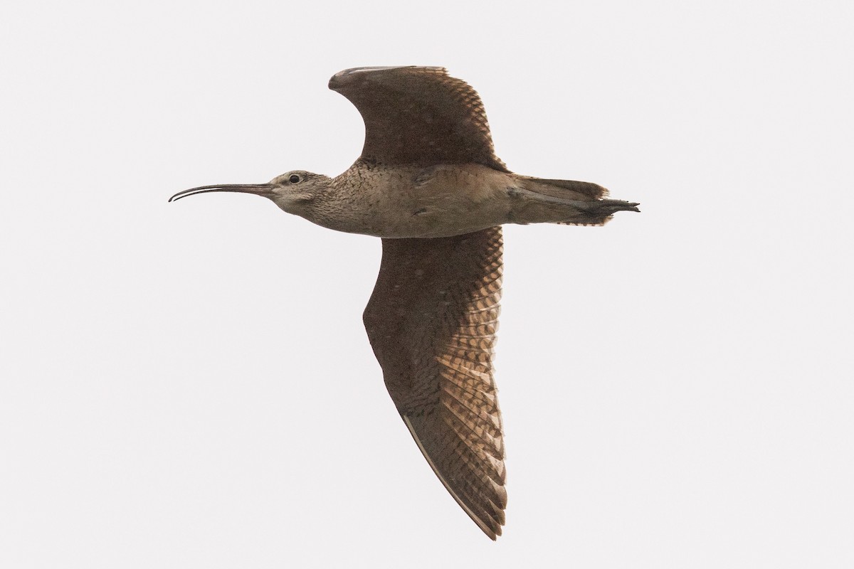 Long-billed Curlew - ML107048471