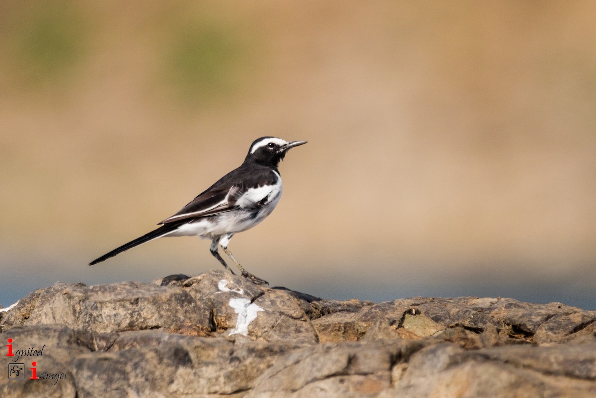 White-browed Wagtail - ML107049371