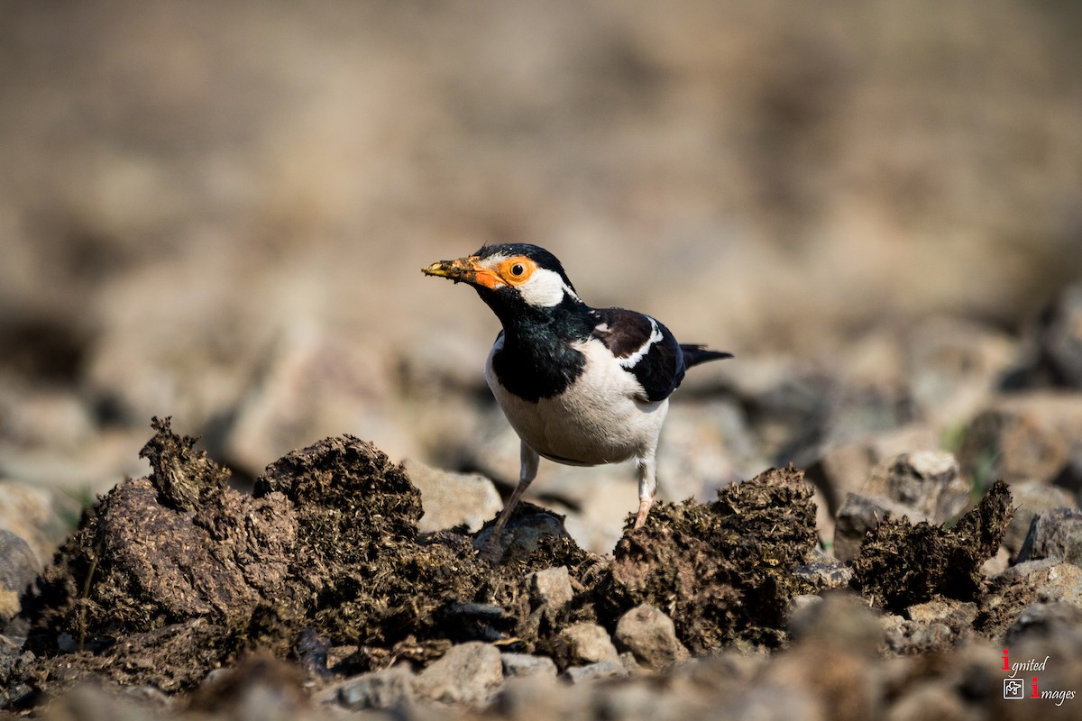 Indian Pied Starling - ML107049881