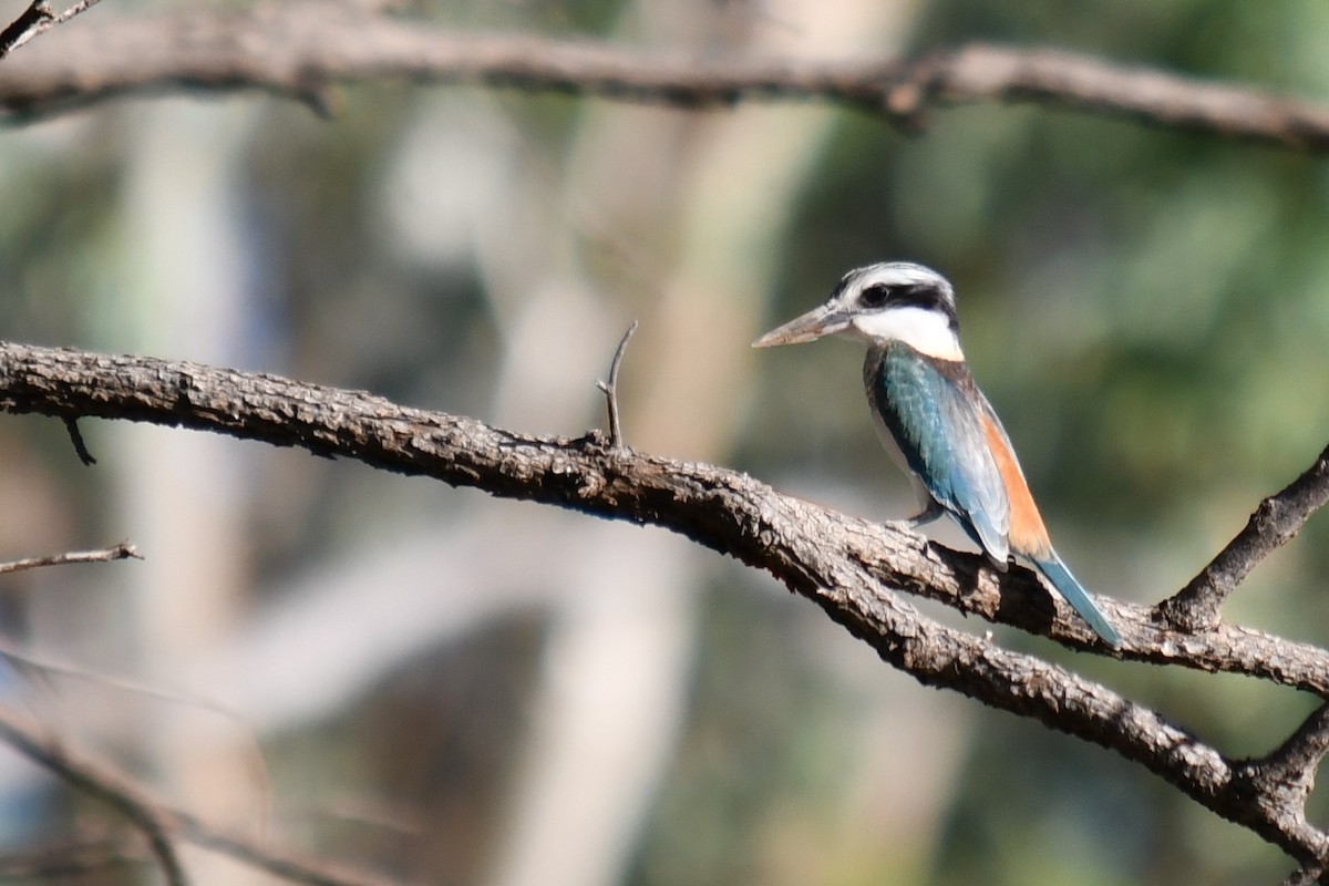 Red-backed Kingfisher - ML107056681