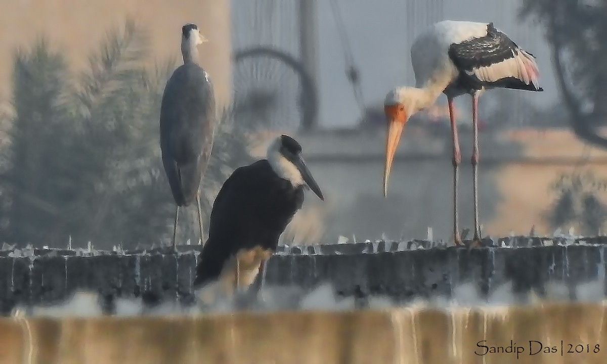 Asian Woolly-necked Stork - Sandip Das