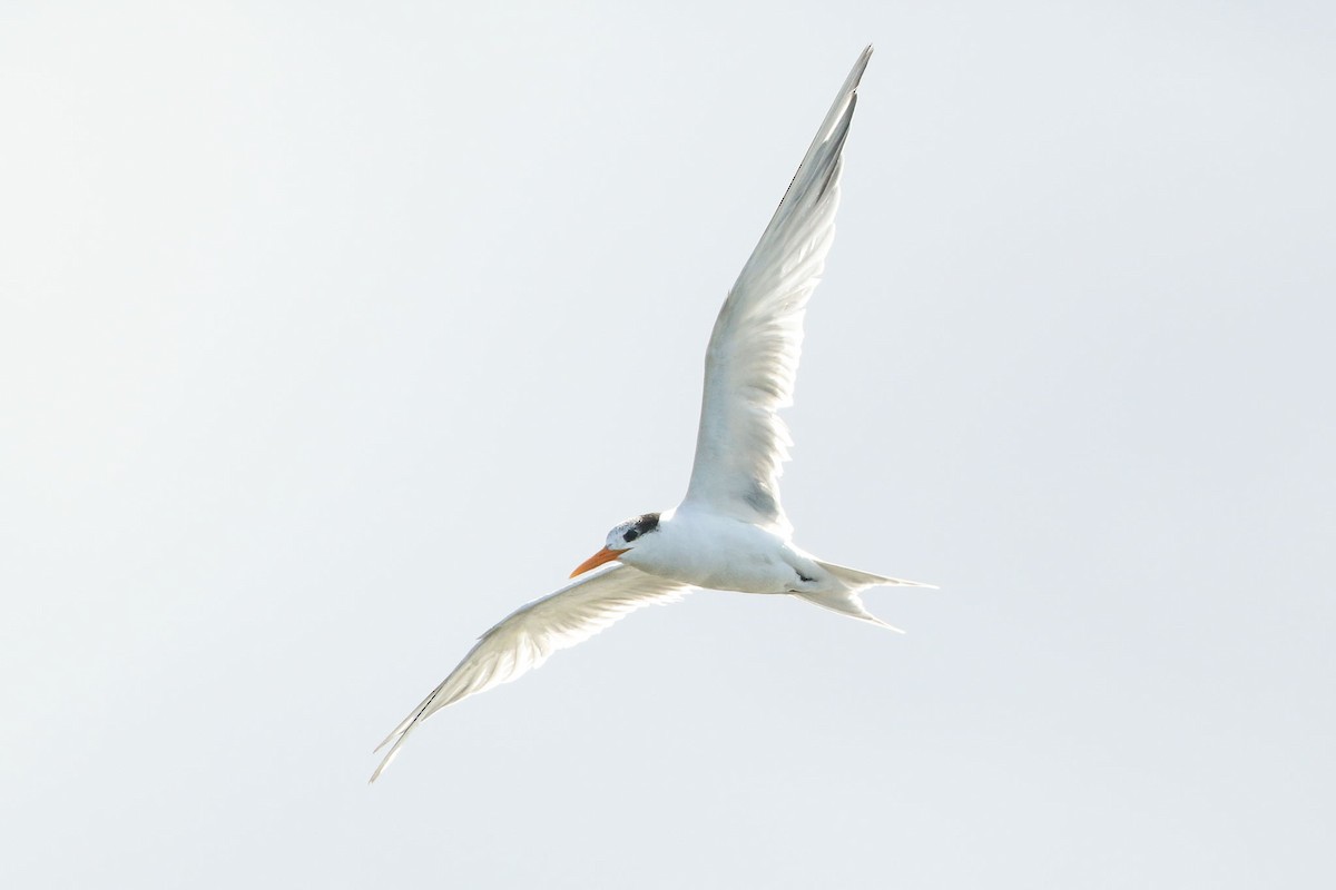 Lesser Crested Tern - Ged Tranter