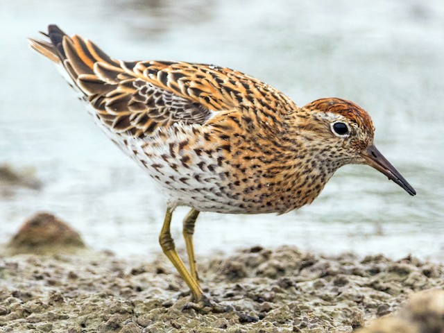 Breeding adult - Sharp-tailed Sandpiper - 