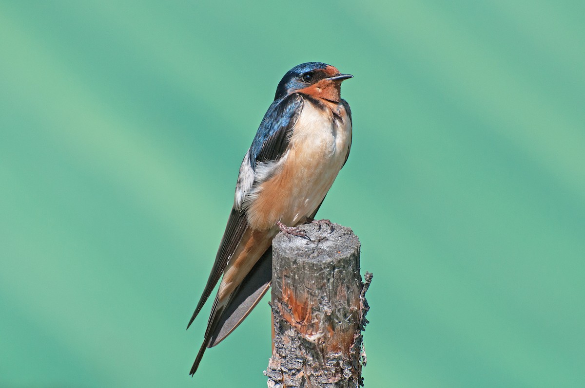 Barn Swallow - John G Woods