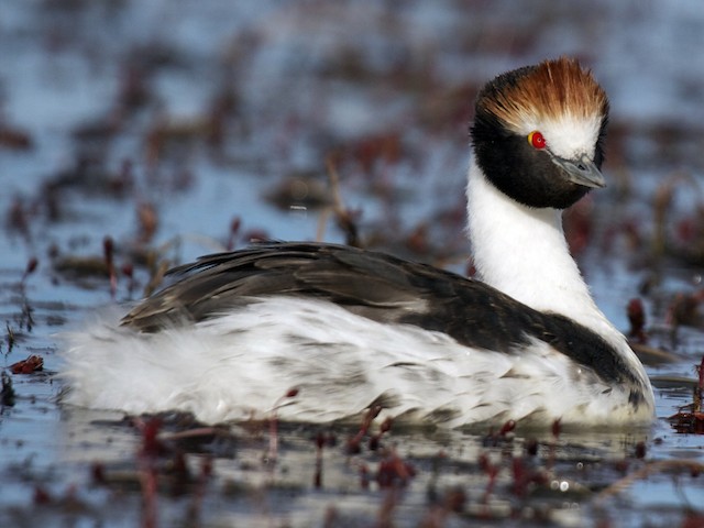 Adult - Hooded Grebe - 