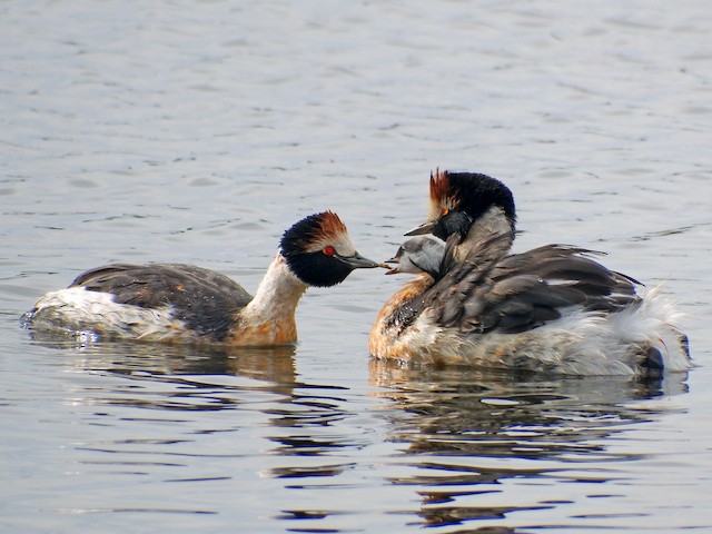 Adult and juvenile - Hooded Grebe - 