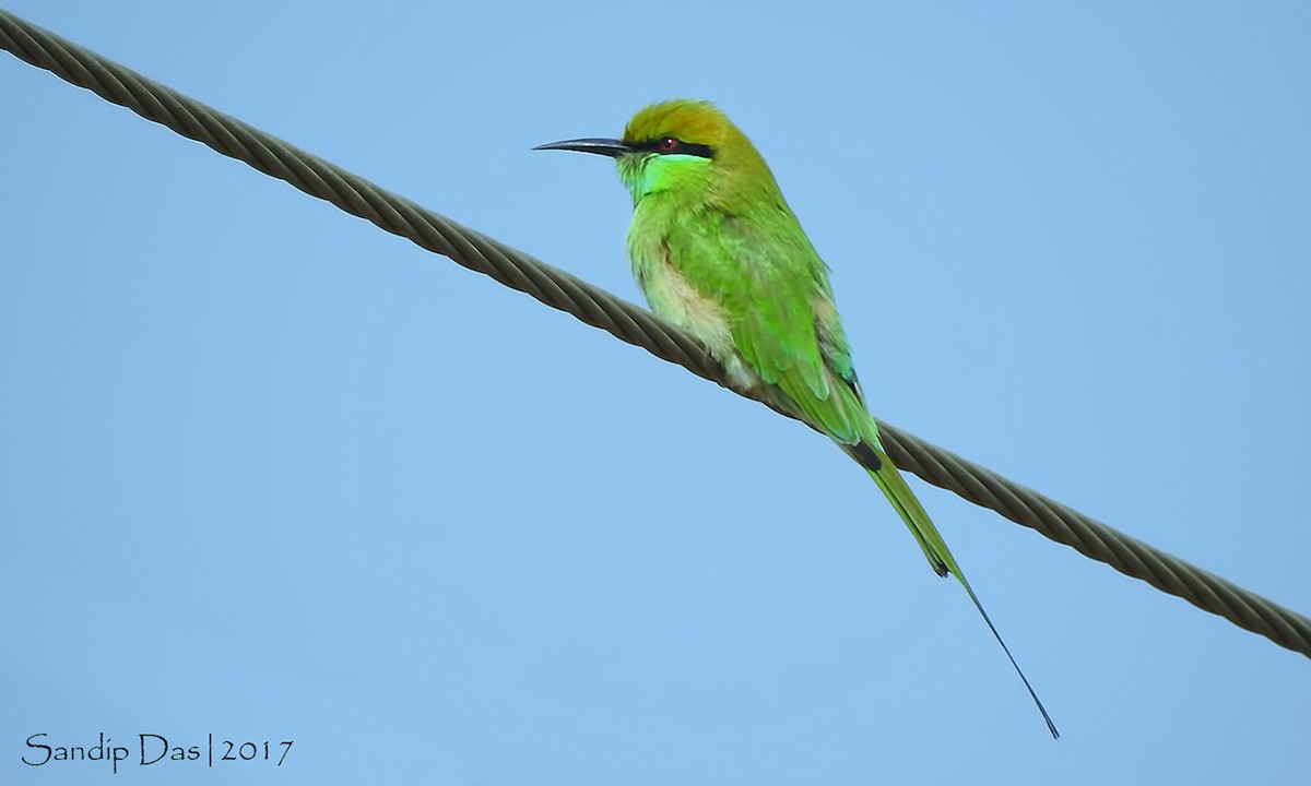 Asian Green Bee-eater - ML107059701