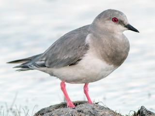  - Magellanic Plover