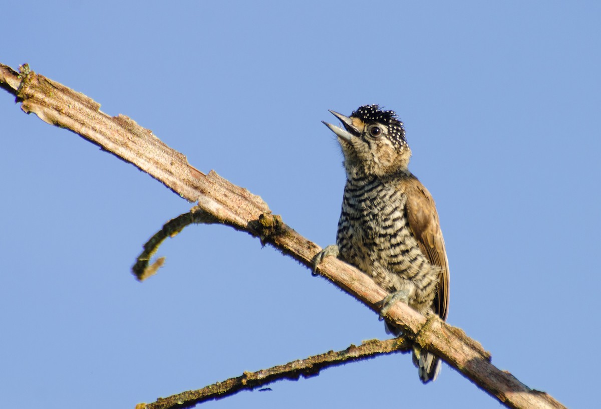 White-barred Piculet - ML107066251