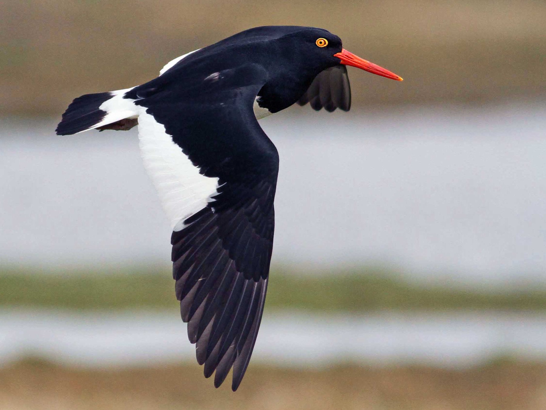 Magellanic Oystercatcher - Luke Seitz