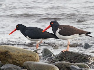 Adult (with American Oystercatcher) - Jeremiah Trimble - ML107066361