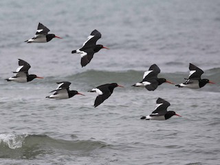  - Magellanic Oystercatcher