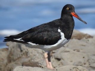  - Magellanic Oystercatcher