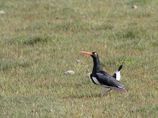  - Magellanic Oystercatcher