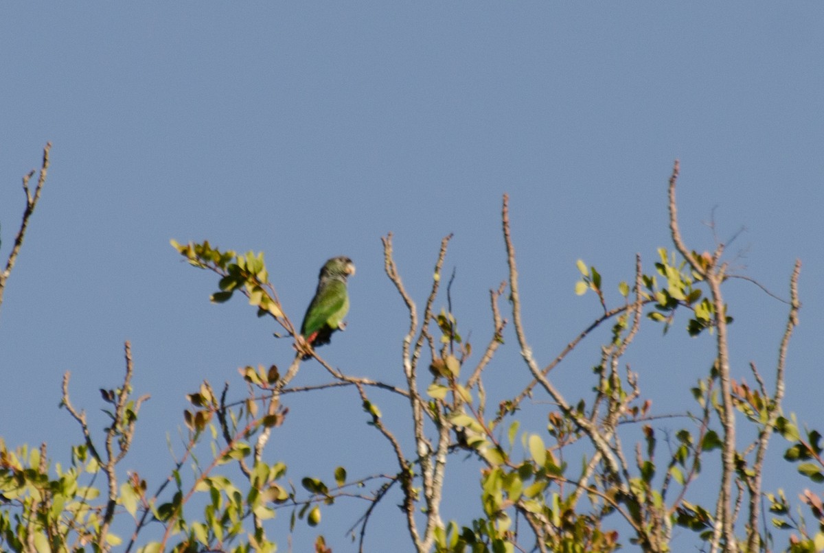 Scaly-headed Parrot - ML107066451